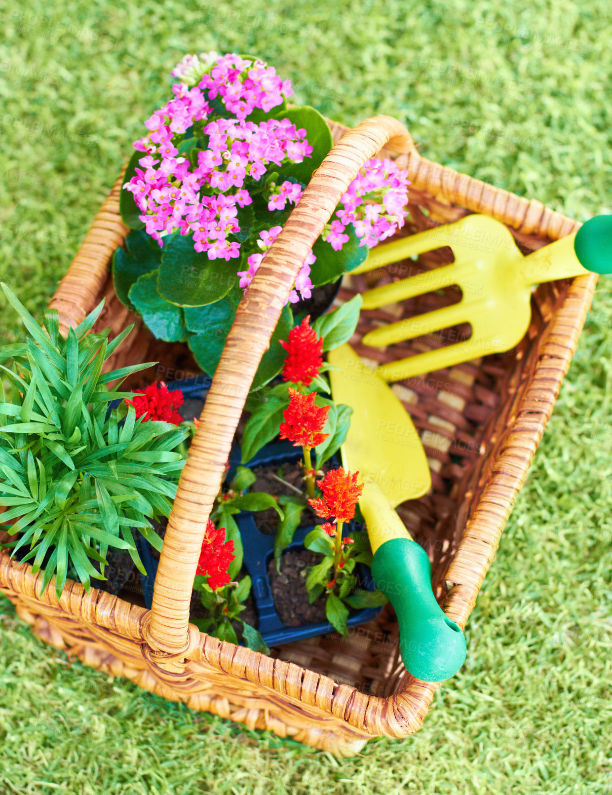 Buy stock photo Gardening, above and a basket with flowers and tools for backyard landscaping and lawn design. Spring, horticulture and a collection of plants and equipment for creativity in nature and environment