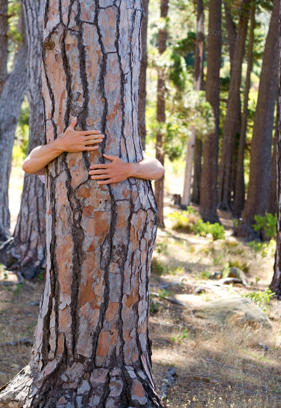 Buy stock photo Closeup, hug and person outdoor, tree and sustainability in the woods, natural and carbon footprint. Zoom, human and nature lover embrace, forest and clean energy with climate change and protection