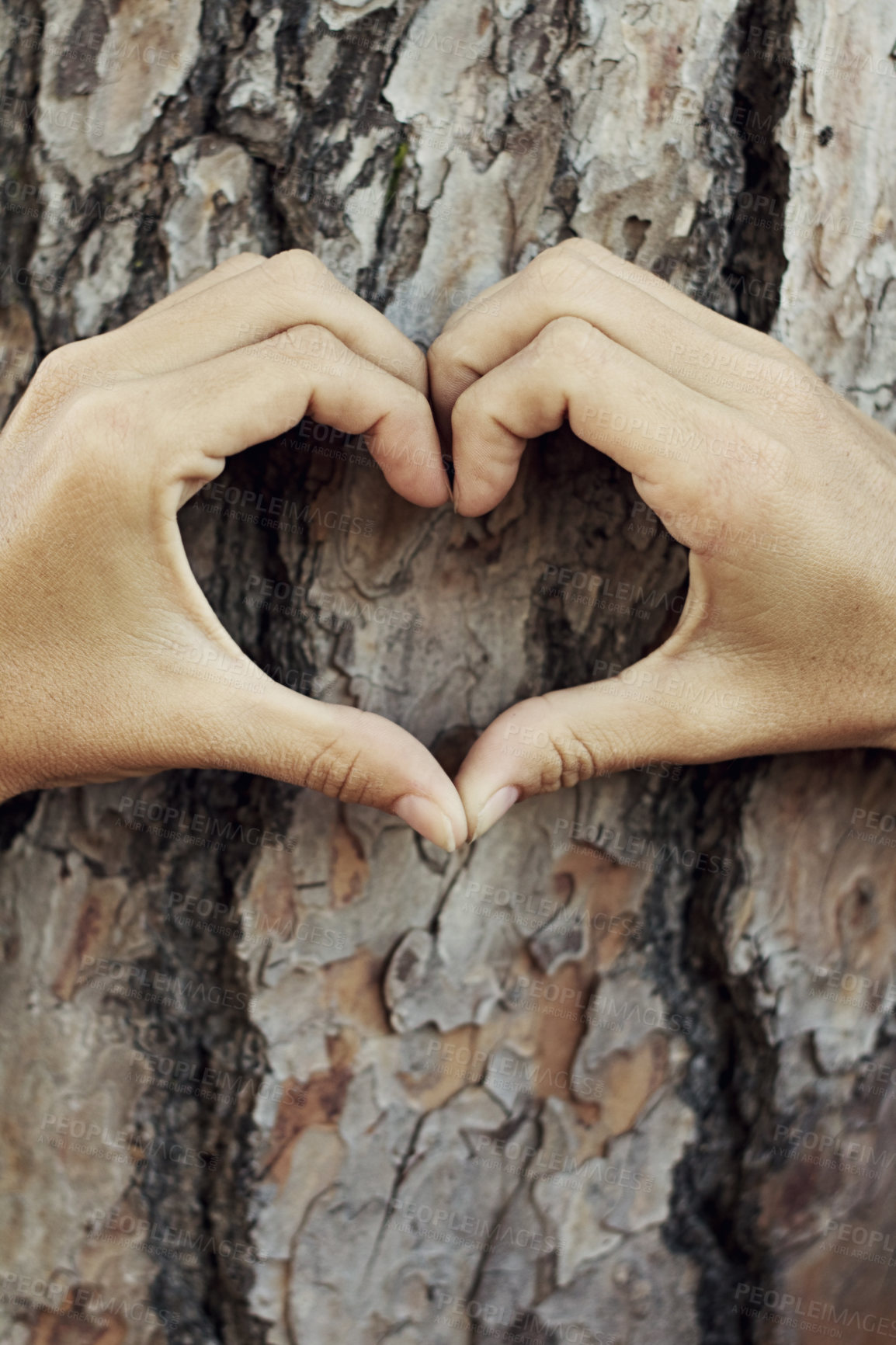 Buy stock photo Closeup shot of hands forming a heart-shape against a tree