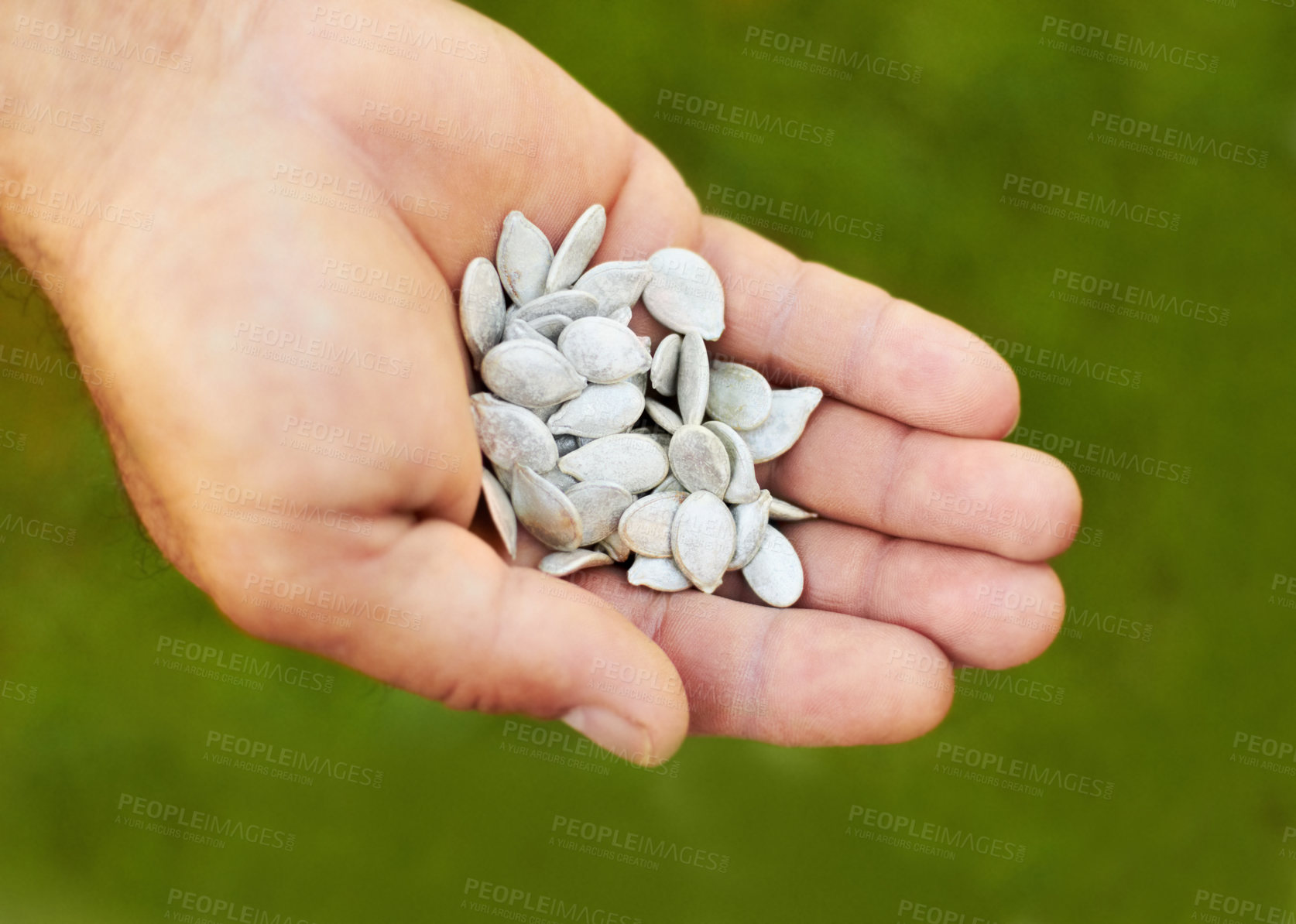 Buy stock photo Above, nature and closeup of hands with seeds for plants, gardening or ecology. Sustainability, show and seedlings for growth of vegetables in a palm for food, sustainable and eco friendly in garden