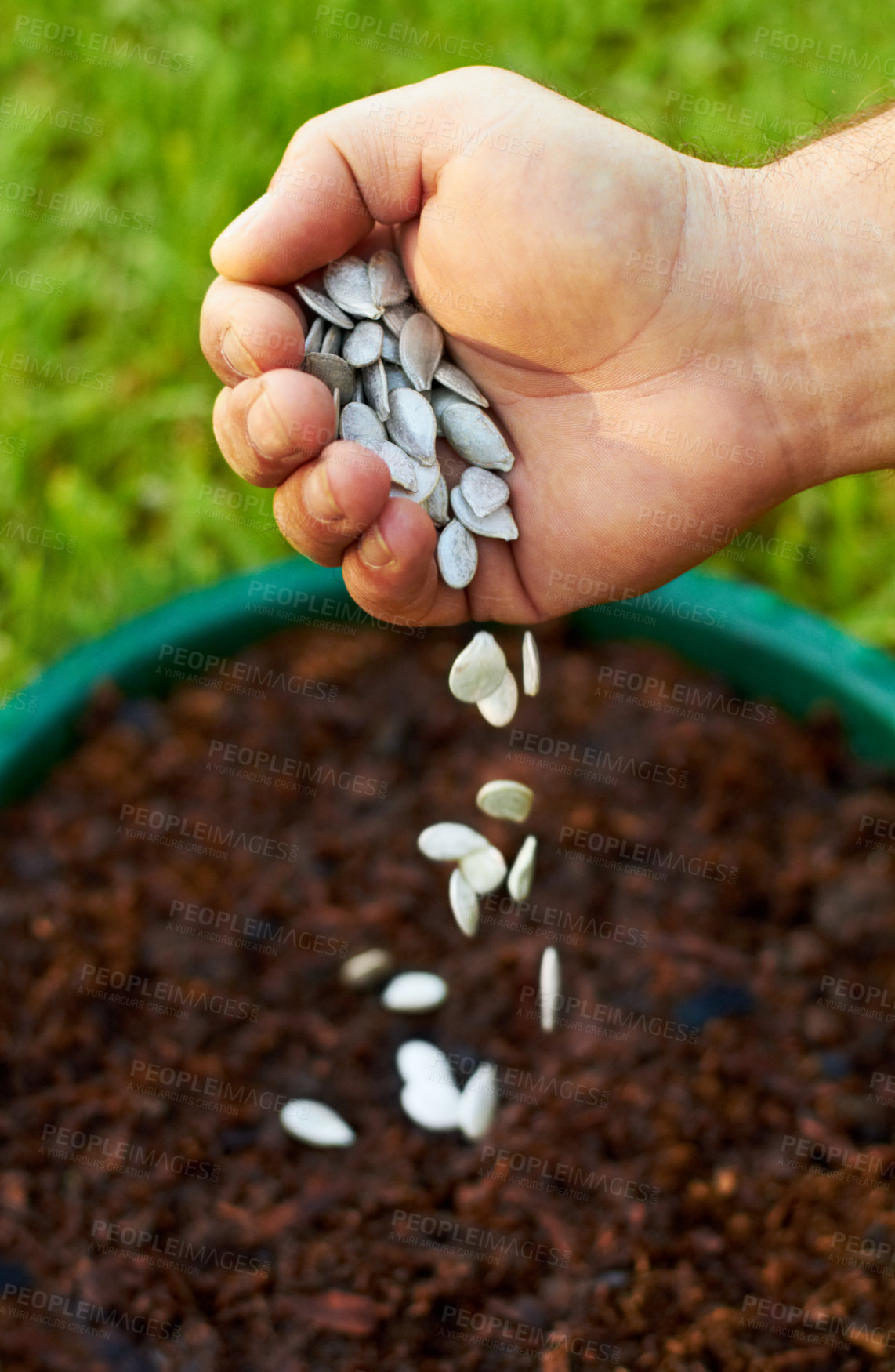 Buy stock photo Shot of a hand dropping seeds into potted soil