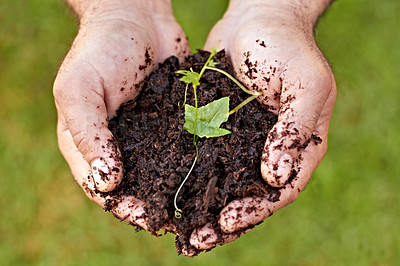 Buy stock photo Cropped shot of hands holding a sprouting plant in soil