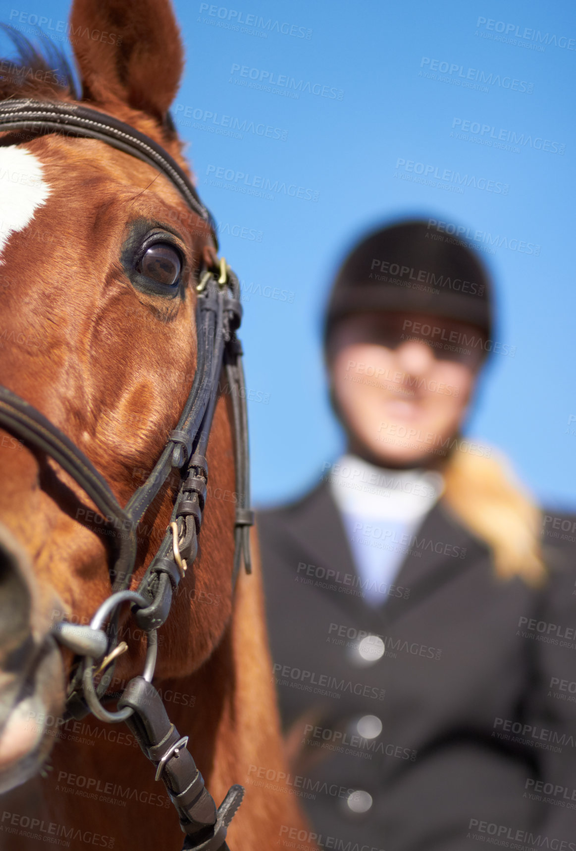 Buy stock photo Horse, woman and closeup for horseriding ready to start sport, competition and training with rider. Outdoor, sun and woman with helmet riding horses in a show with female equestrian and animals