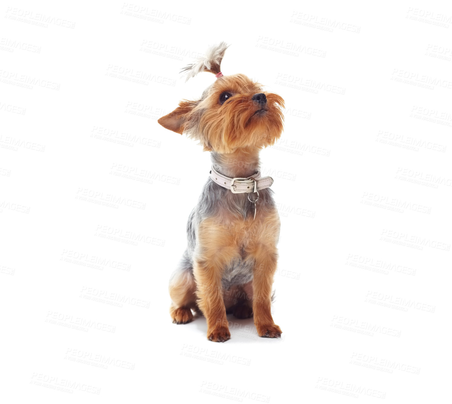 Buy stock photo Puppy, terrier and dog or pet in studio with collar, relax and standing on mock up space for best friend. Animal, face or canine for protection, companion or therapy and hairstyle on white background