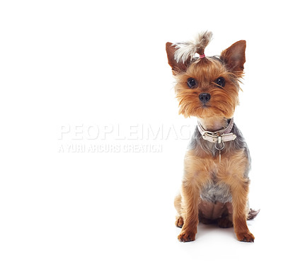 Buy stock photo Studio shot of a cute terrier sitting on the floor isolated on white