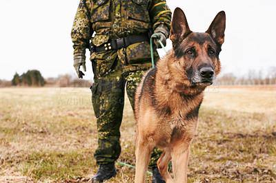 Buy stock photo Portrait, focus and german shepherd or service dog or security in uniform and male soldier with puppy on leash outdoors. Military, courage and pet ready for army mission or tactical recruit in gear
