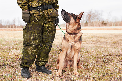 Buy stock photo An alsatian looking up at his soldier trainer