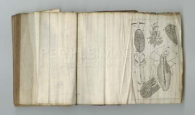 Buy stock photo Medical, drawing and book of anatomy on paper in antique, vintage or old science textbook with knowledge. Archive, research or diagram on blank parchment with notes, information or study of organ