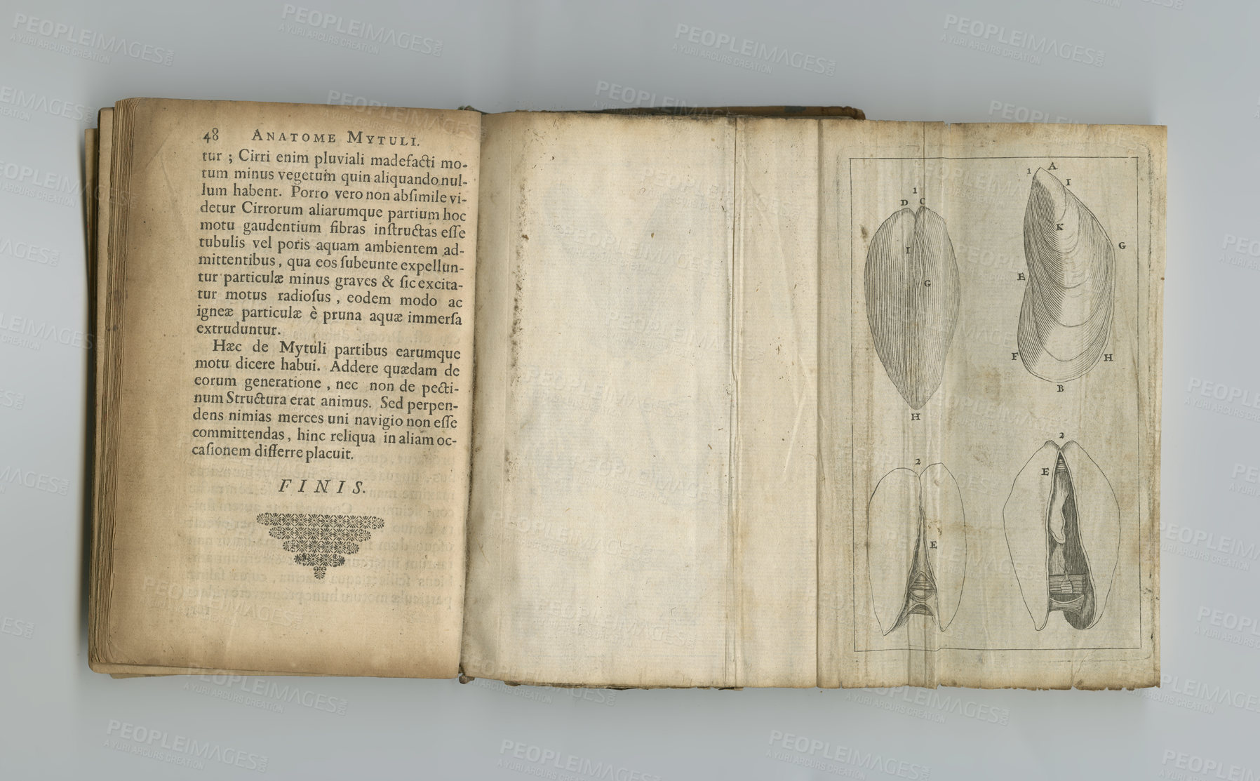 Buy stock photo Medical, anatomy and drawing in book on paper in antique, vintage or old science textbook with knowledge. Archive, illustration and diagram on parchment with notes, information and study of organ