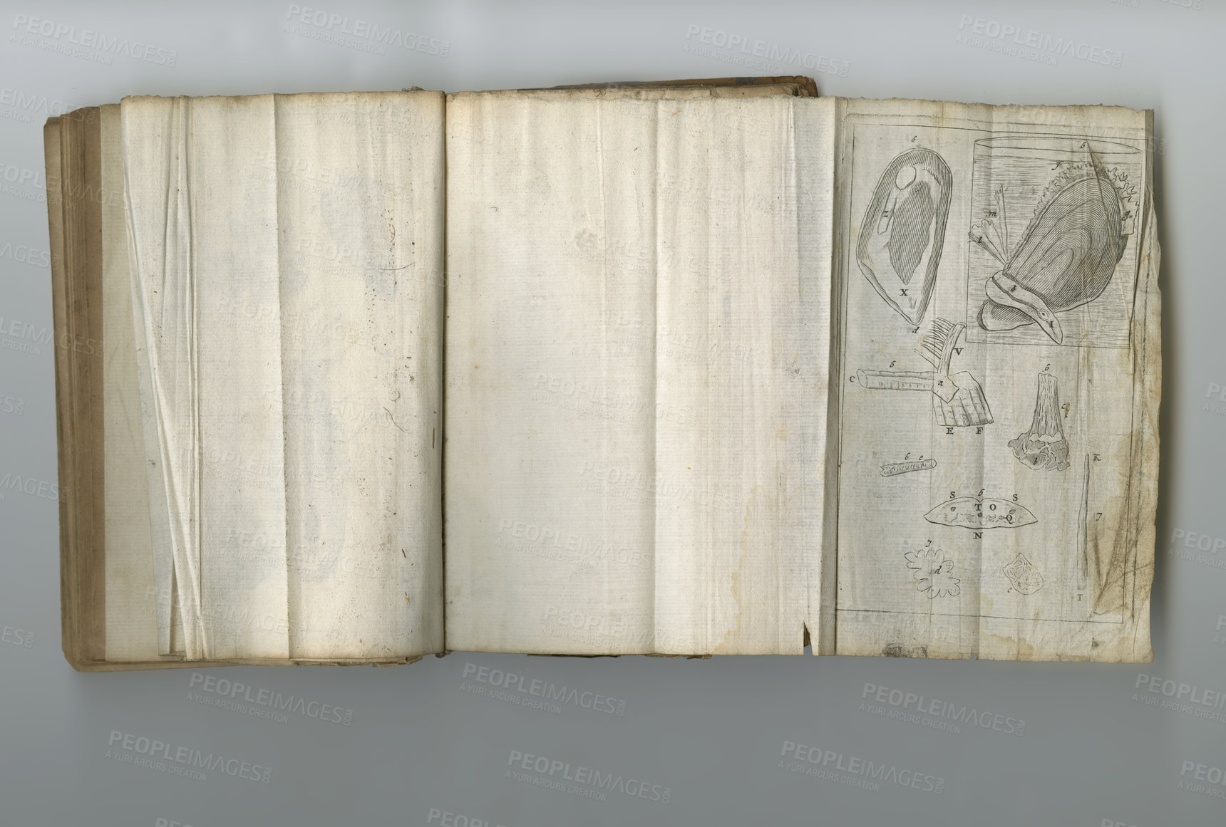 Buy stock photo Medical, information and drawing in book on paper in antique, vintage or old science textbook with knowledge. Archive, illustration and diagram on parchment with notes, science and study of organ