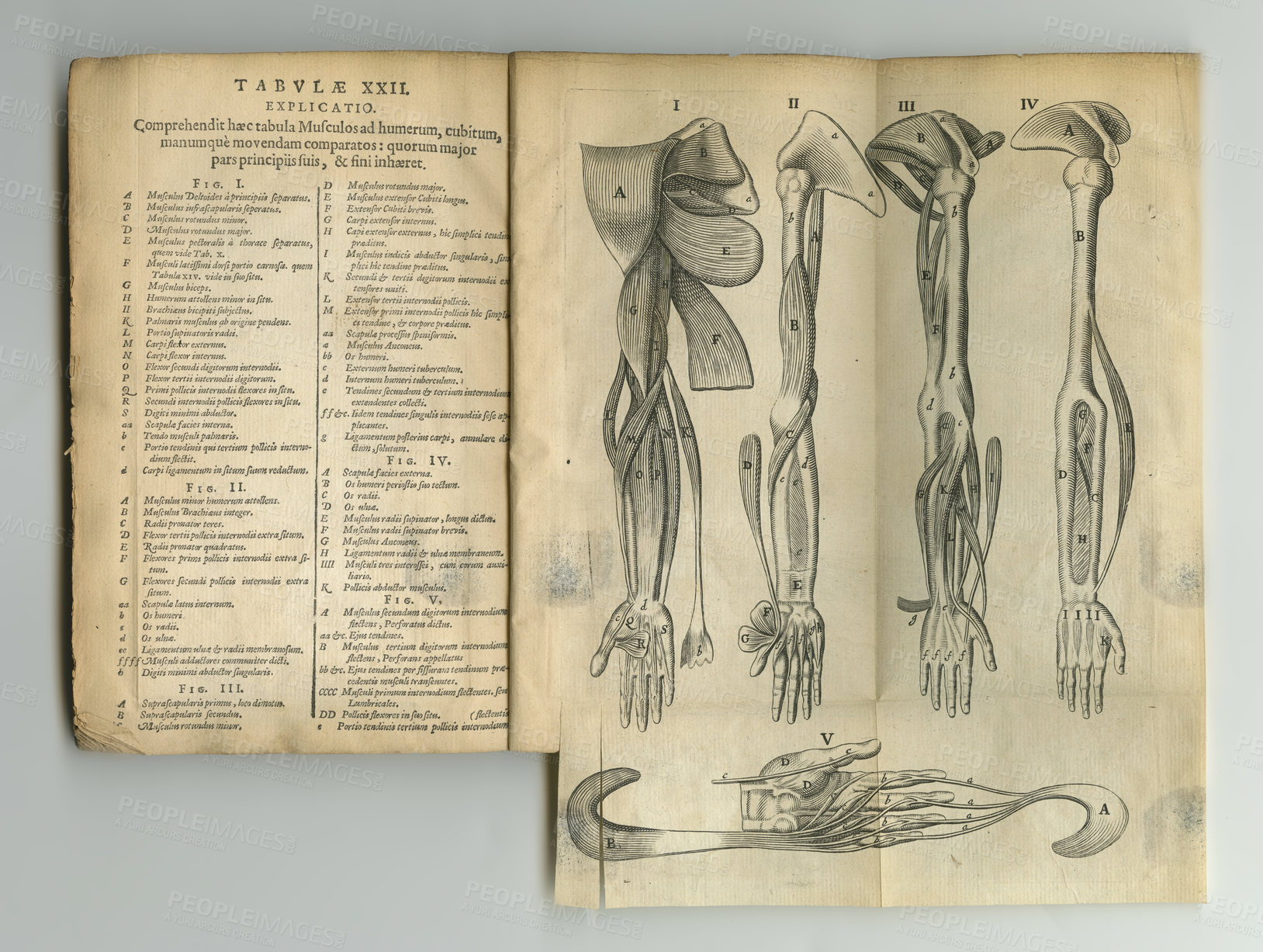 Buy stock photo Old book, vintage and anatomy of bones, human body parts or latin literature, manuscript or ancient scripture against a studio background. History novel, journal or education of skeleton study
