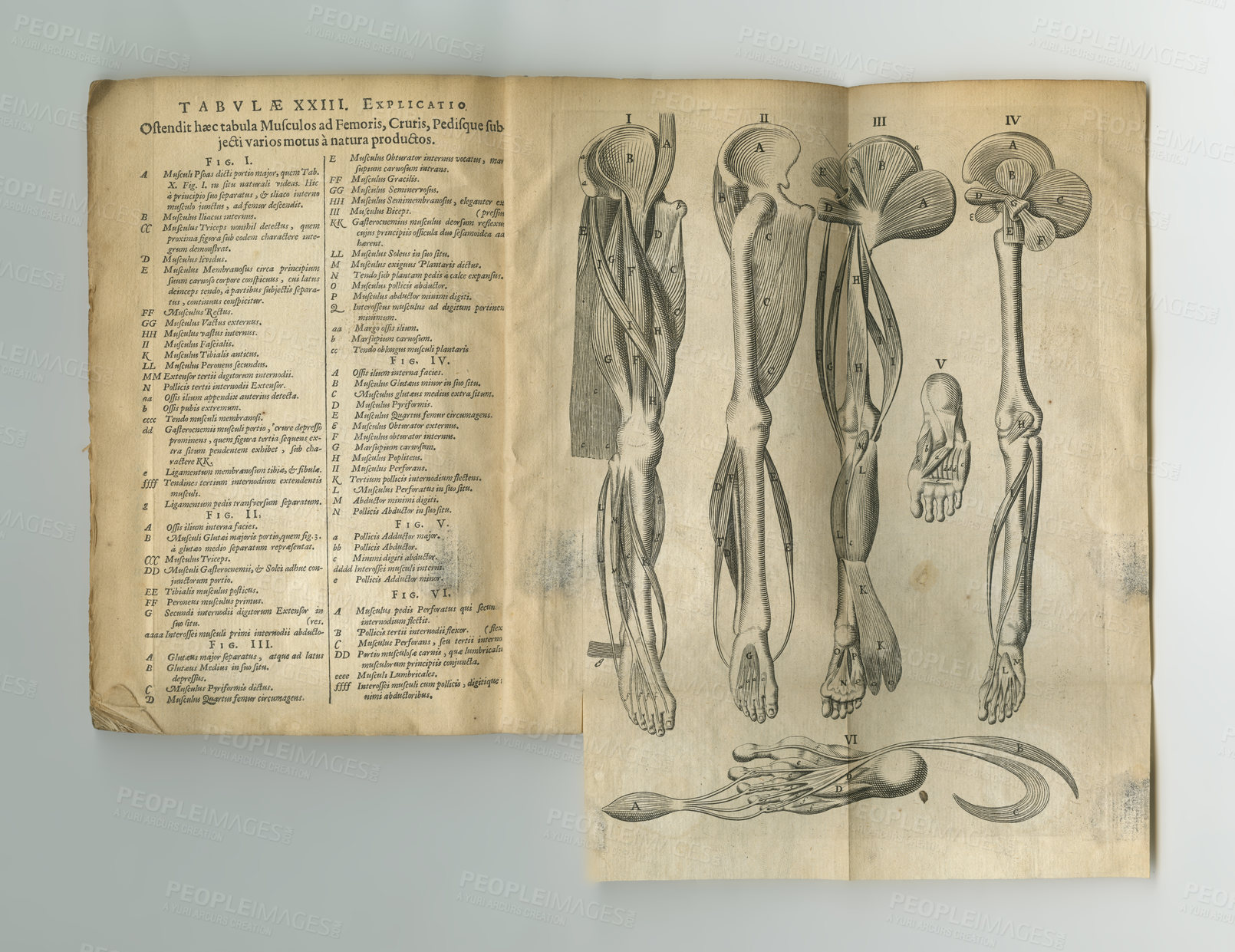 Buy stock photo Old book, vintage and anatomy of skeleton, human body parts or latin literature, manuscript or ancient scripture against a studio background. History novel, journal or illustration for study of bones