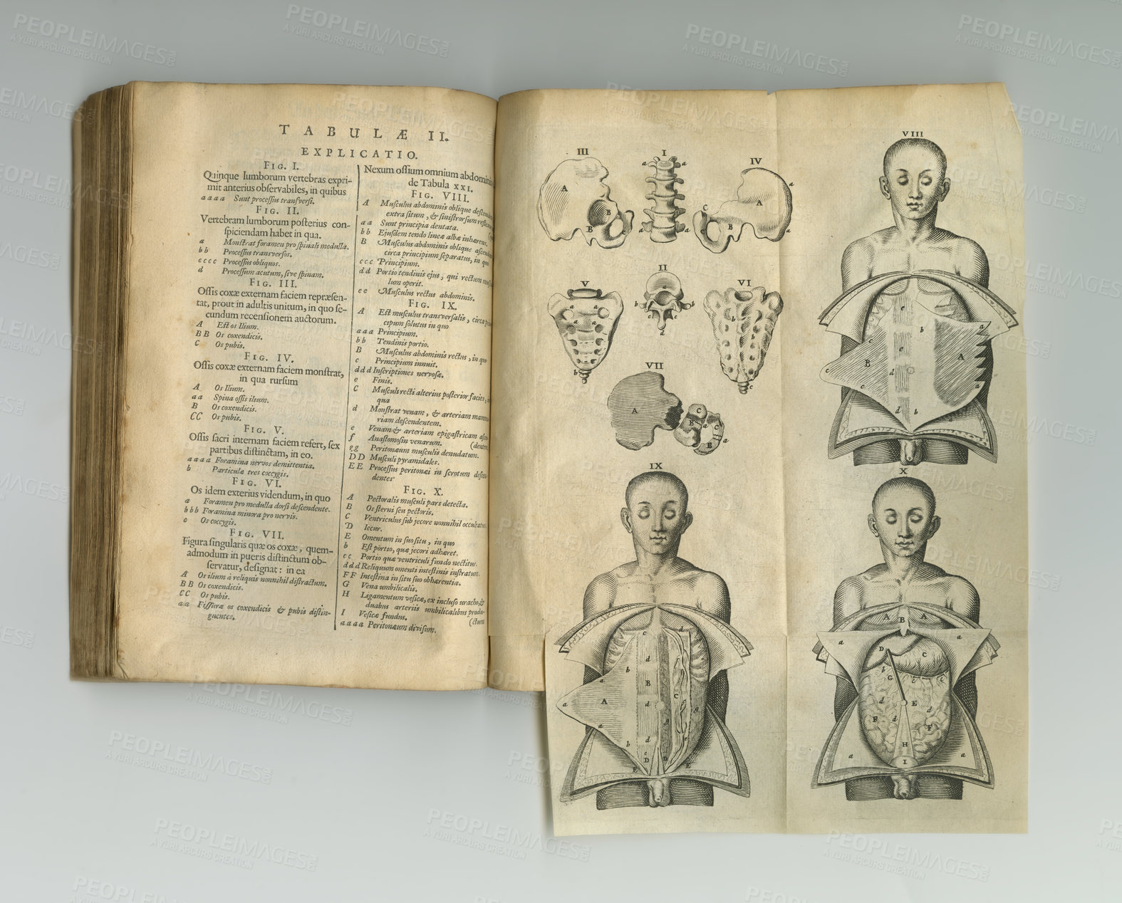 Buy stock photo Antique medical book, biology and illustration anatomy sketch, human body drawing or medicine study research. Latin language, vintage journal and skeleton bones diagram for healthcare education info