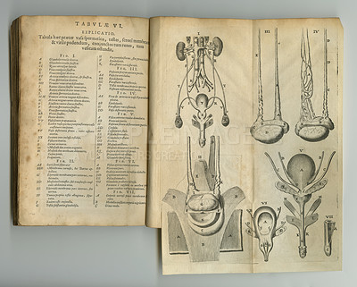 Buy stock photo Antique medical book, sketch and study anatomy, human body drawing or reference page with organ explanation. Latin language, journal and vintage diagram for kidney healthcare medicine treatment