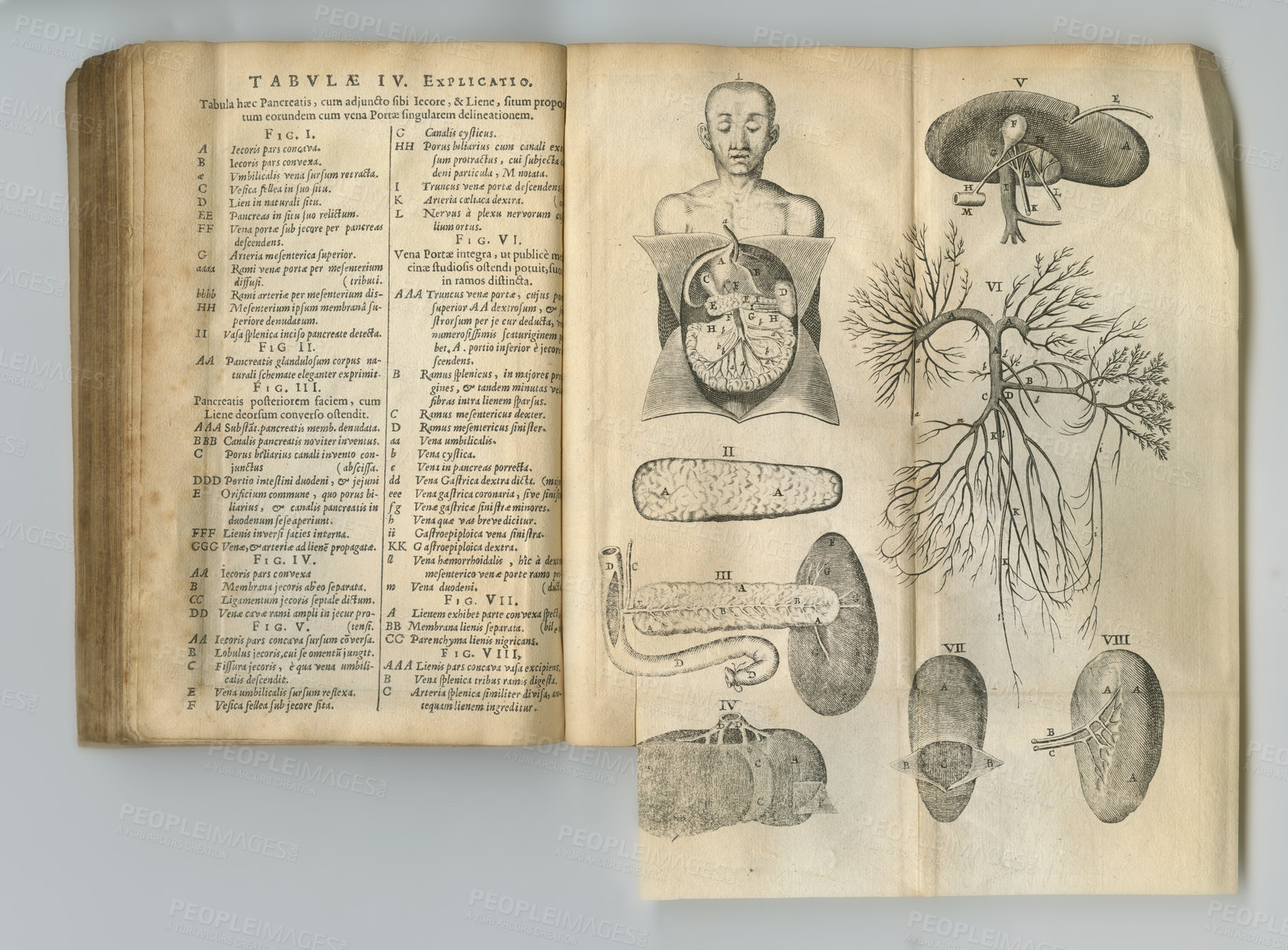 Buy stock photo Ancient medical book, anatomy and drawing of human body, sketch or health treatment research of organ disease. Latin language, healthcare journal or kidney process diagram for medicine education info