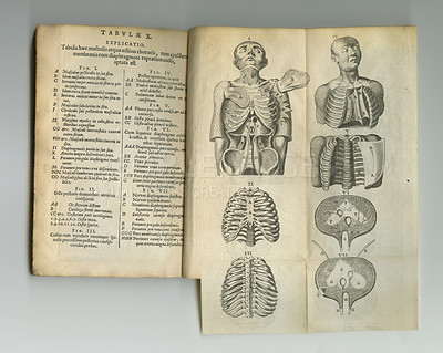 Buy stock photo Vintage medical book, sketch and study anatomy, human body drawing or reference page with ribcage explanation. Latin journal, bones and antique diagram for ancient healthcare pr medicine education