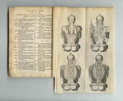 Buy stock photo Antique medical book, sketch and research of spine exam anatomy, human body drawing or reference page info. Latin language, journal notes or vintage diagram for ancient chiropractic education