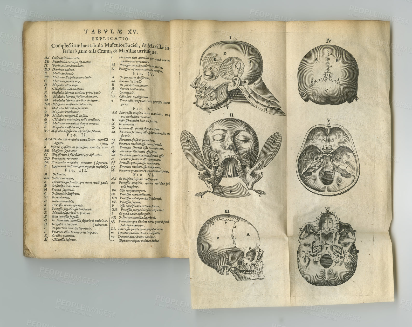 Buy stock photo An old anatomy book with its pages on display