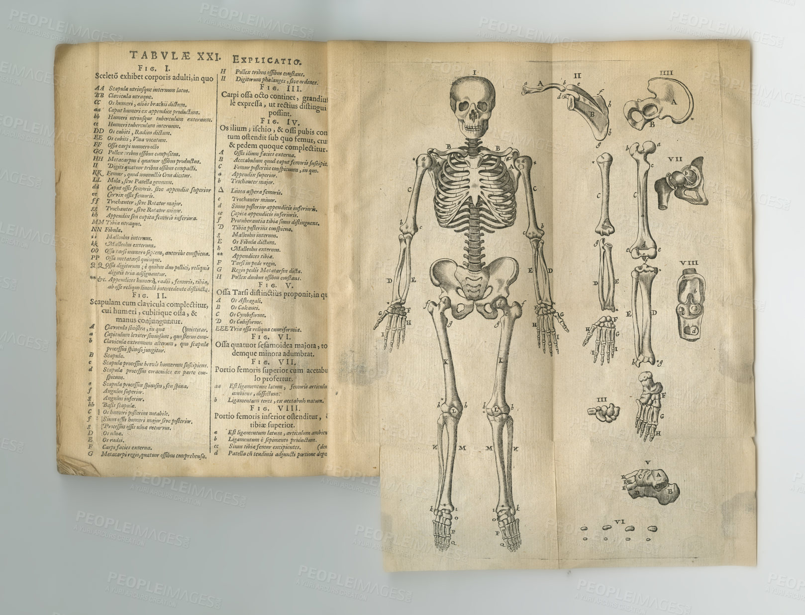 Buy stock photo Old book, vintage and anatomy study of skeleton body parts in latin literature, manuscript or ancient scripture against a studio background. Historical novel, journal or drawing  of human bones