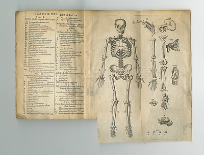 Buy stock photo Old book, vintage and anatomy or study of bones, human body parts or latin literature, manuscript or ancient scripture against a studio background. History novel, journal or research of skeleton