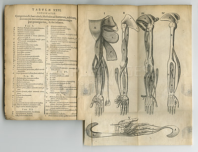 Buy stock photo Antique medical book, ancient and drawing of arm anatomy, skeleton or bones for medicine study research. Latin language, history sketch journal and text manual for healthcare education literature