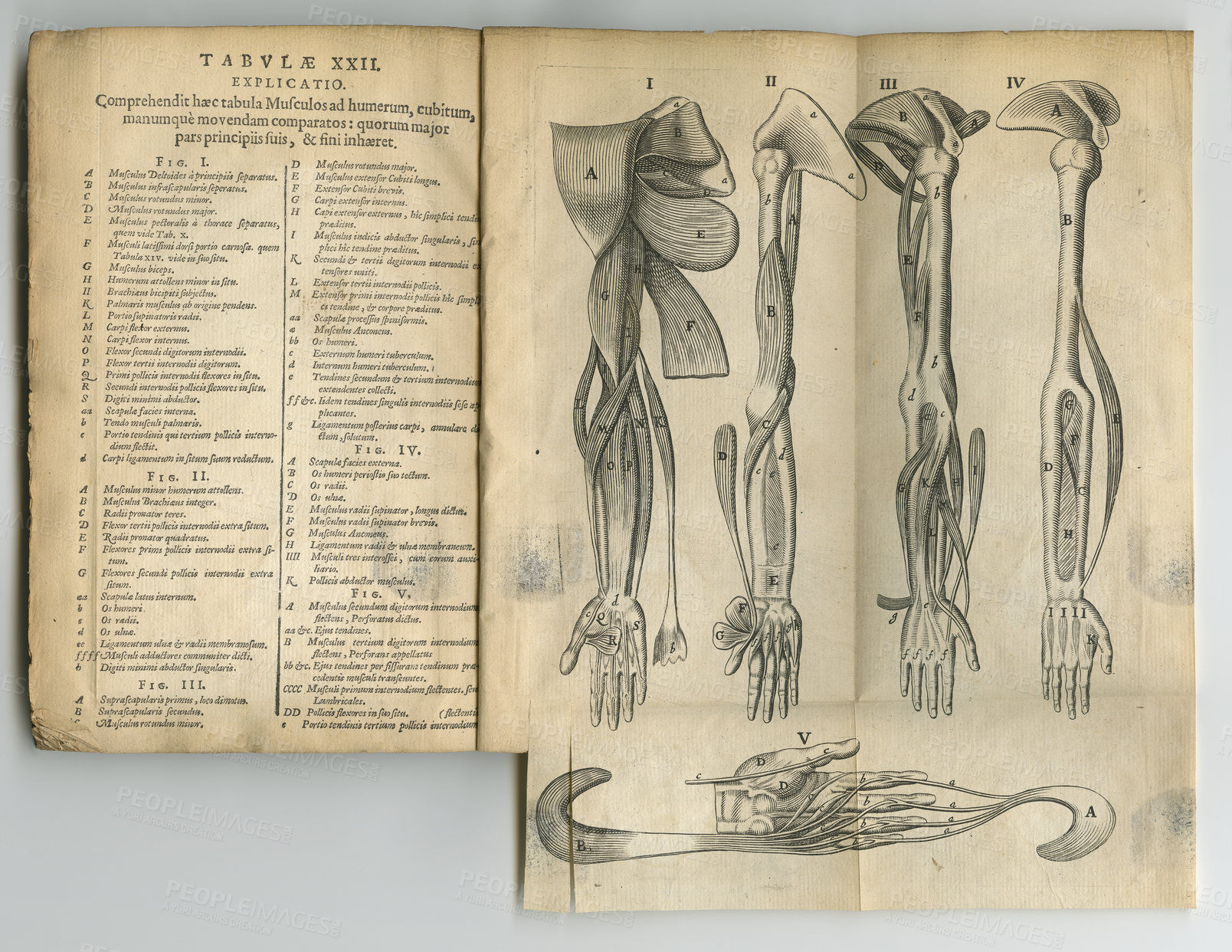 Buy stock photo Antique medical book, ancient and drawing of arm anatomy, skeleton or bones for medicine study research. Latin language, history sketch journal and text manual for healthcare education literature