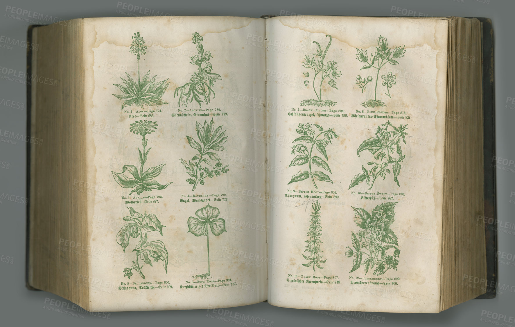 Buy stock photo Old book, plants and vintage pages of herbs in biology for medical study or history against a studio background. Closeup of historical novel, botanical journal or education for natural remedy