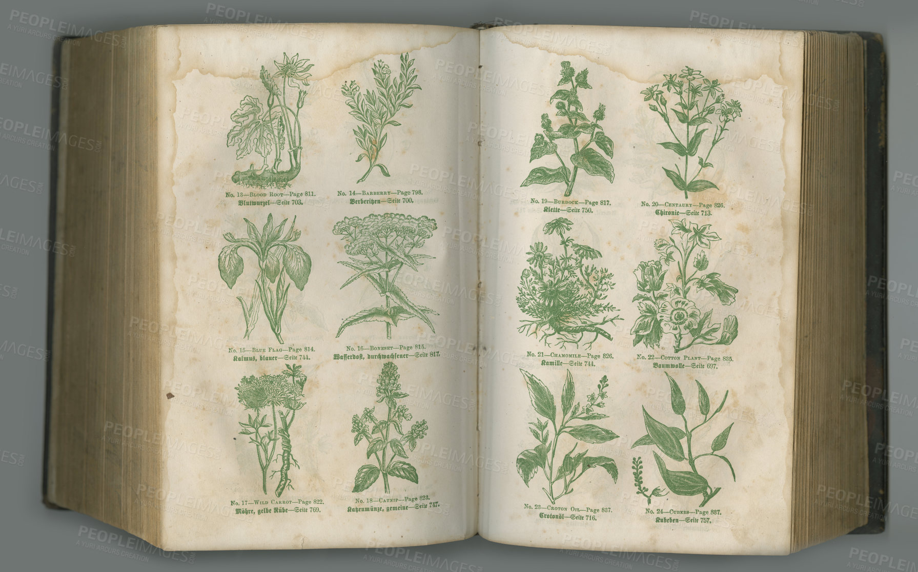 Buy stock photo Old book, plants and vintage pages in biology for medical study or history of herbs against a studio background. Closeup of historical novel, botanical journal or paper for natural remedy