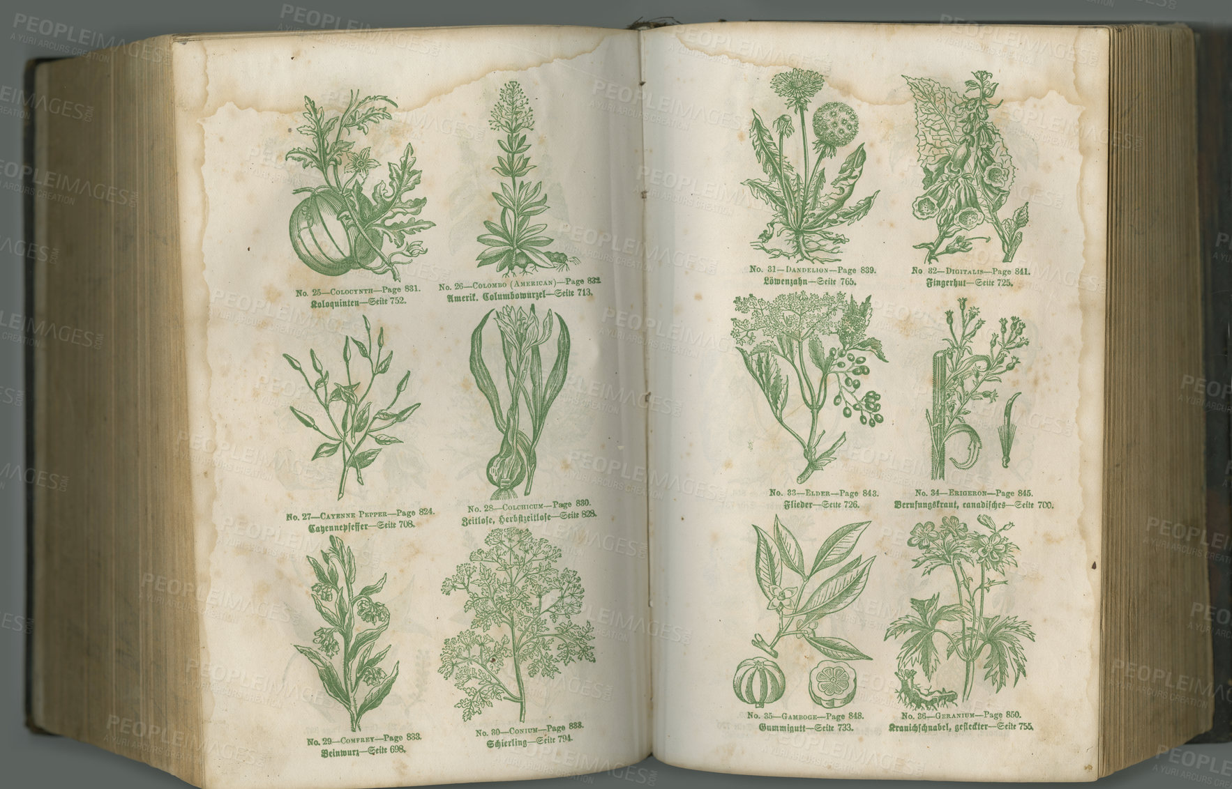 Buy stock photo Old book, plants and herbs in study for biology, medical or ancient vintage pages against studio background. Historical novel, botanical journal or illustration of natural medieval remedy or cure