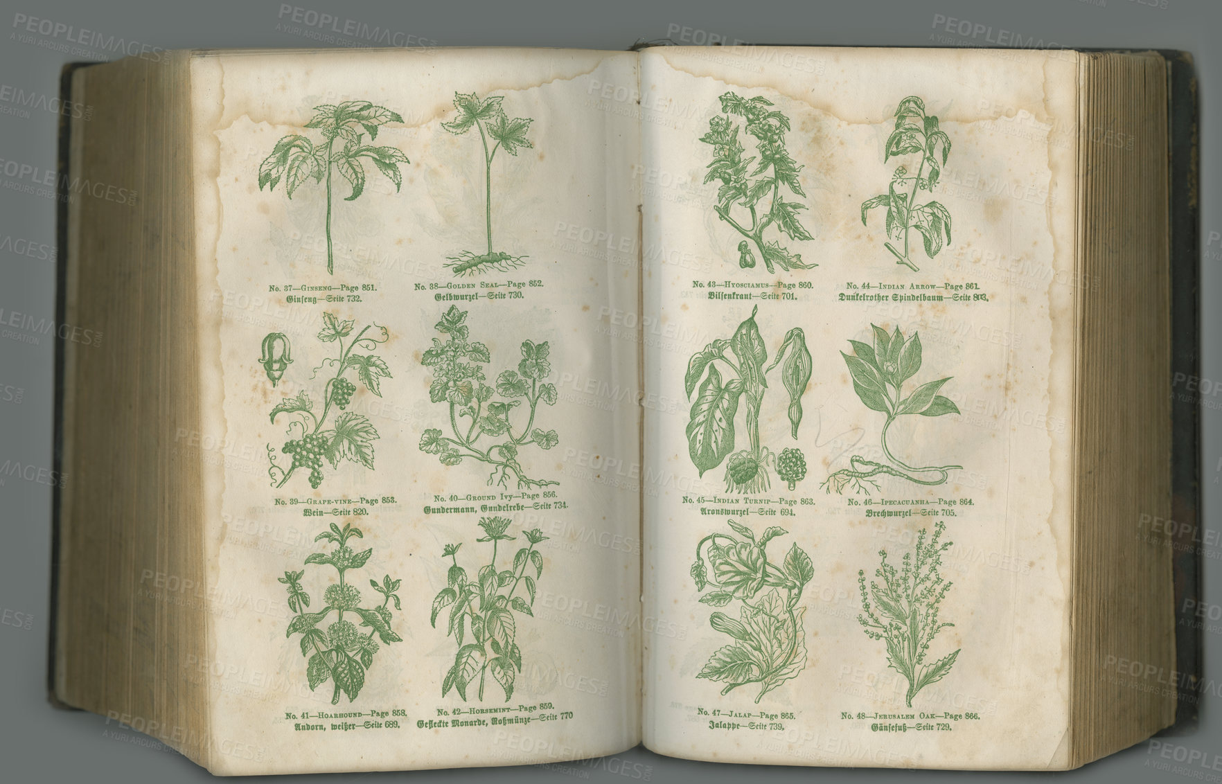 Buy stock photo Old book, plants and vintage herbs in biology for medical study or history pages against a studio background. Historical novel, botanical journal or paper of natural remedy, text or discovery