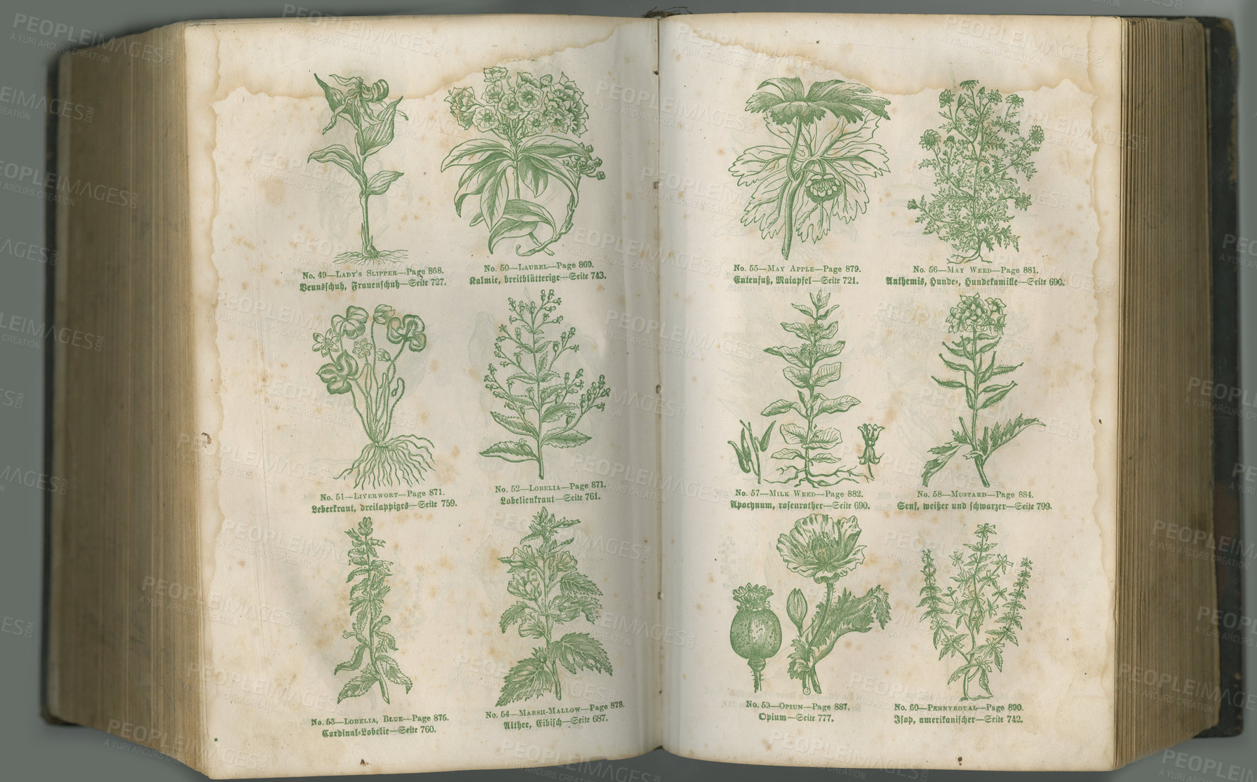 Buy stock photo Old book, plants and vintage herbs for medical study or history pages in biology against a studio background. Historical novel, botanical journal or paper of natural remedy, text or discovery
