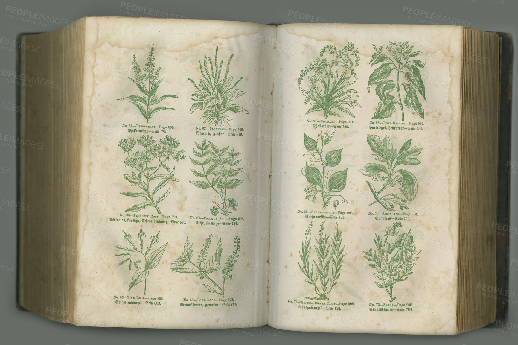Buy stock photo Old book, plants and vintage herbs of study, medical history or pages in biology against a studio background. Historical novel, botanical journal or paper of natural remedy, text or discovery