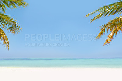 Buy stock photo Landscape, ocean and beach with tropical palm tree in summer, mockup space or blue sky background by island. Nature, leaves and water in sea for sustainability, holiday and sunshine in environment