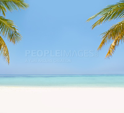 Buy stock photo Landscape, sea and beach with palm tree in summer, mockup space or blue sky background by island. Nature, leaves and water in ocean for sustainability, holiday or vacation for sunshine in environment