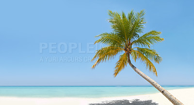 Buy stock photo A beautiful turquoise ocean with a palm tree in the foreground