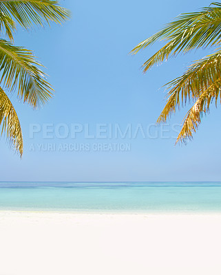 Buy stock photo Landscape, sea and beach with tropical palm tree in summer, mockup space or blue sky background by island. Nature, leaves and water in ocean for sustainability, holiday and sunshine in environment