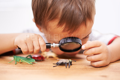 Buy stock photo Child, learning and study an insect with magnifying glass, investigation and science education. Kid, research and observe bugs in inspection check on table for biology, knowledge and development