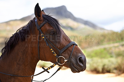 Buy stock photo Profile, outdoor or horse in countryside, farm or nature for adventure, wellness or farming. Mountain, environment or head of domestic pet stallion or animal for equestrian racing in park to relax