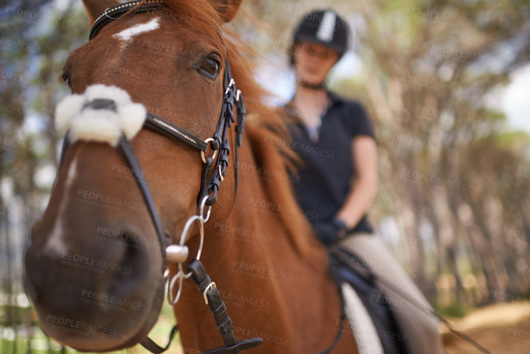 Buy stock photo Equestrian, horse and riding closeup in nature on adventure and journey in countryside. Animal, face and rider outdoor with hobby, sport or pet on farm, ranch and girl training on trail in summer