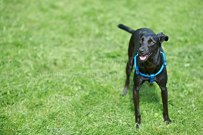 Buy stock photo A happy black canine standing in the lawn