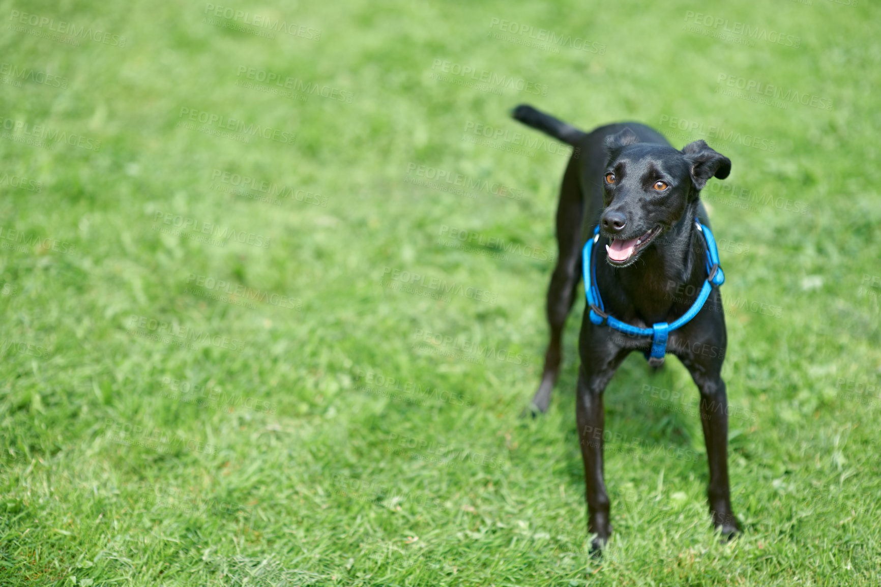 Buy stock photo A happy black canine standing in the lawn