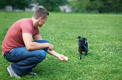 Buy stock photo Man, dog and play ball at outdoor park for bonding connection, grass field for sports training. Male person, pet animal and fun equipment for catch throw in environment for love, care or friendship