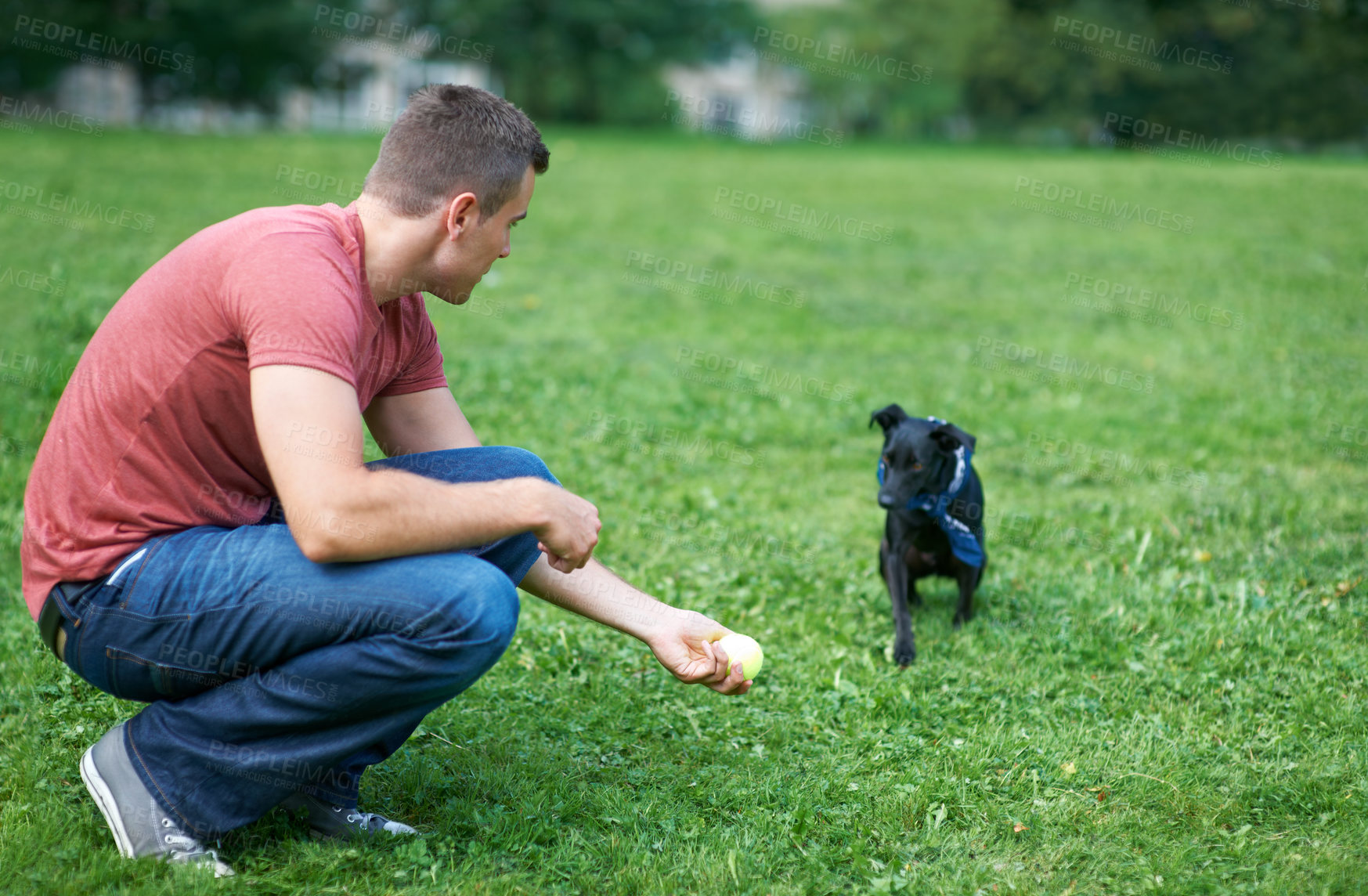Buy stock photo Man, dog and play ball at outdoor park for bonding connection, grass field for sports training. Male person, pet animal and fun equipment for catch throw in environment for love, care or friendship