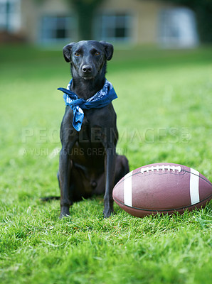 Buy stock photo A black canine sitting in a garden with a ball beside him