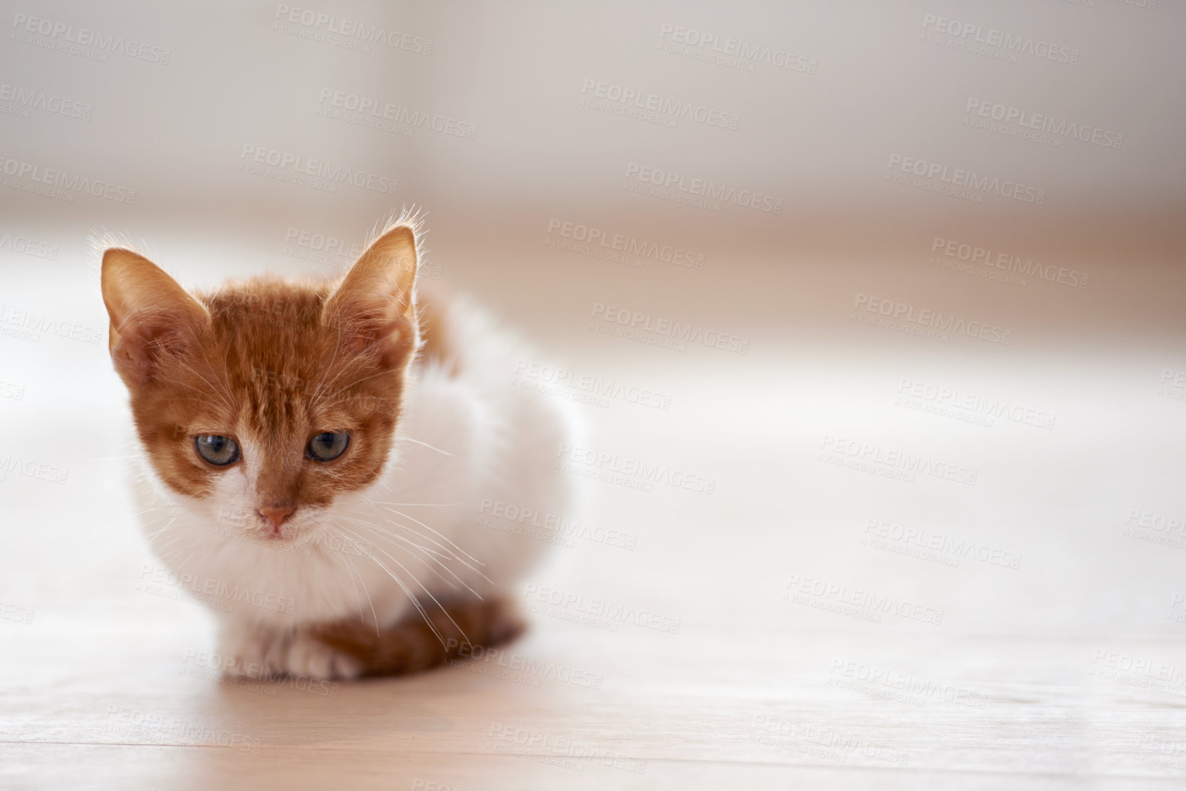 Buy stock photo Animal care, pets and cat on a floor in a house waiting, chilling and sitting while looking curious on mockup. Ginger, watching and kitten at home for morning, routine and games, cute and sweet