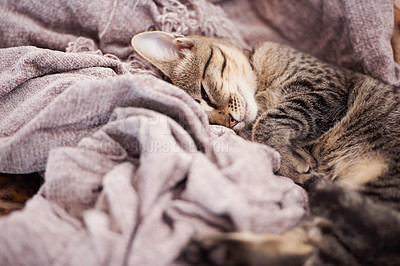 Buy stock photo Blanket, sleeping and kitten in home for rest, relaxing and calm for cute, adorable and innocent pet. Animal care, pets and closeup of young cat on duvet for nap, sleep and comfortable in house