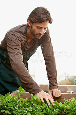 Buy stock photo A handsome man planting herbs outside