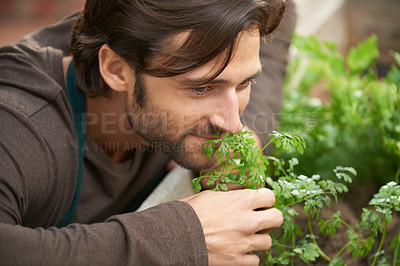 Buy stock photo Man, garden and smelling herbs in nursery for aroma, freshness or quality check with smile. Male person, happy and satisfied with scent of greenery for cultivation, growth or selling in plant shop