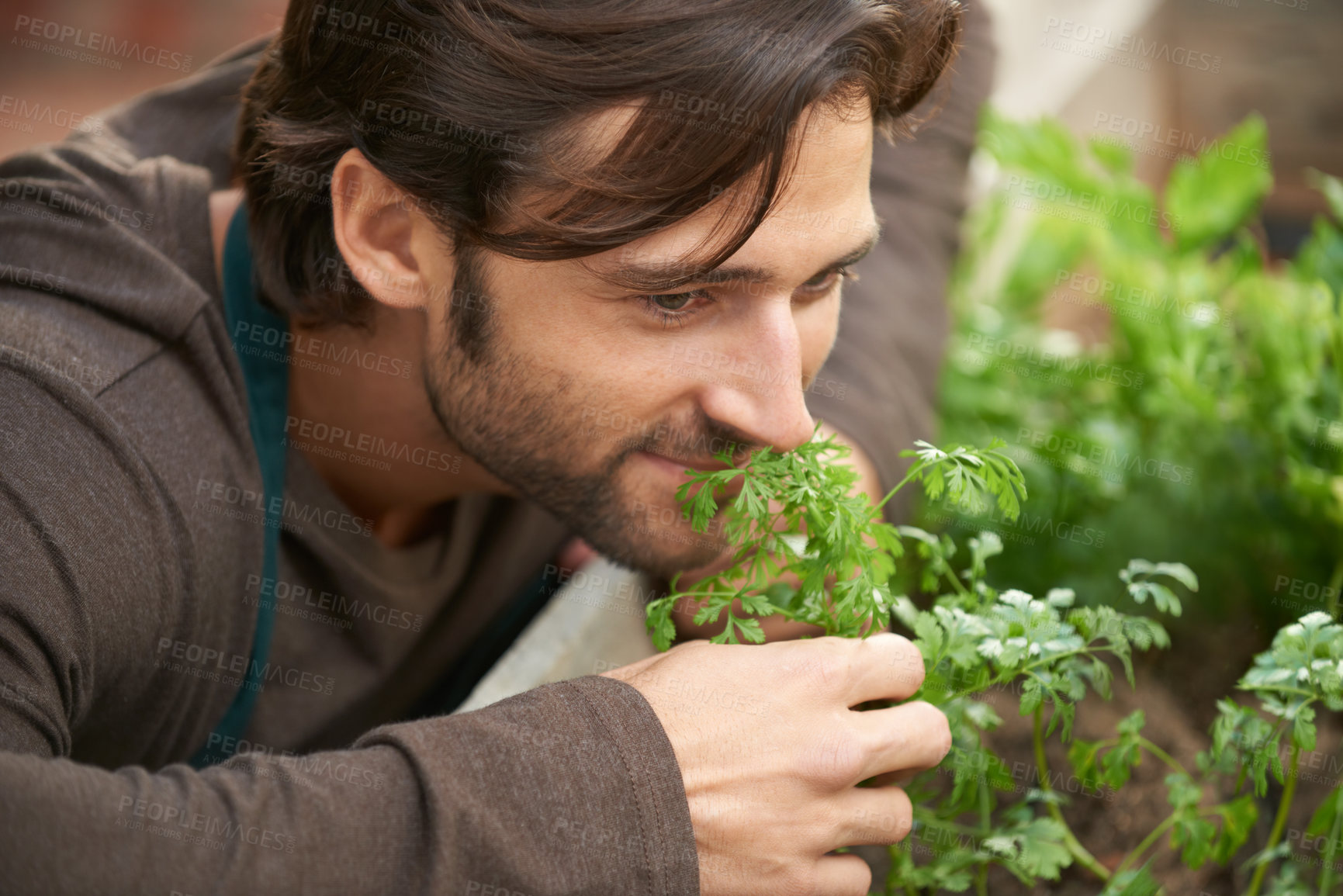 Buy stock photo Man, garden and smelling herbs in nursery for aroma, freshness or quality check with smile. Male person, happy and satisfied with scent of greenery for cultivation, growth or selling in plant shop