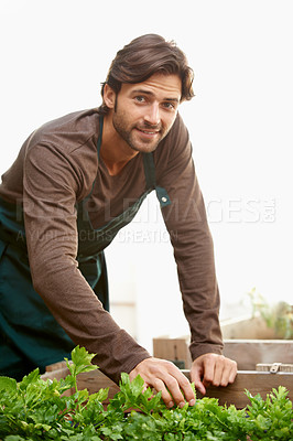 Buy stock photo Portrait, gardener and smile with vegetables in box for cultivation, harvest or growth in greenhouse. Man, happy and agriculture in nursery for development, gather or picking of organic produce